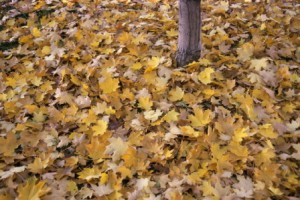Tips for Fall Clean-Up