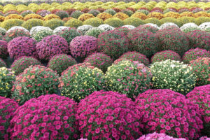 colorful-chrysanthemums-spheres