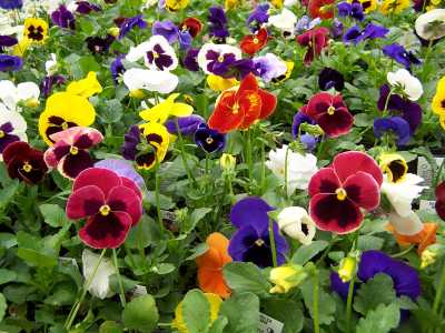 Fall Flowering Annuals